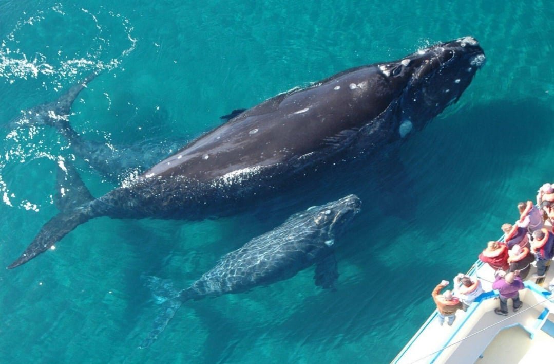 Humpback Whale Watching in Samana Dominican Republic - January 15 to March 31.