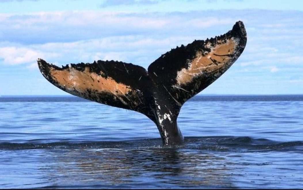 Samana Dominican Republic Whale Watching