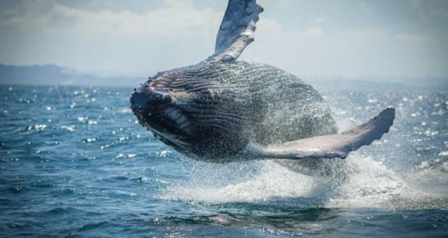 Whale Watching Excursions Samana Dominican Republic