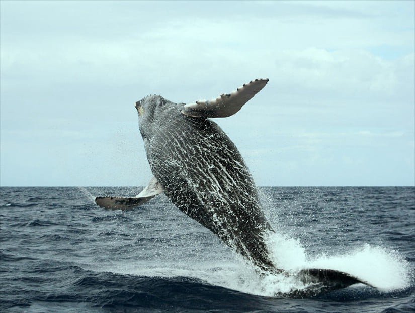 Best Whale Watching Excursions to See Whales up close in Samana Bay.