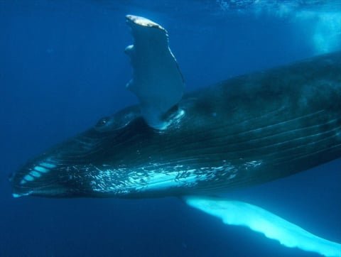 Be sure not to missed the Whale Watching in Samana Dominican Republic