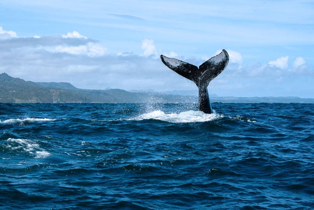 Whale Watching Tours Samana - Best Excursions to See Whales up close!